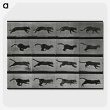 1-26_Eadweard-Muybridge_picture-crop