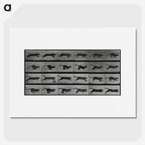 1-26_Eadweard-Muybridge_picture