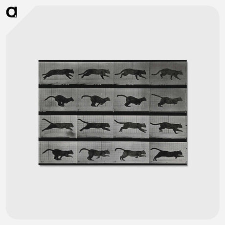 アートポストカード-Running Cat
 - エドワード マイブリッジ Postcard.