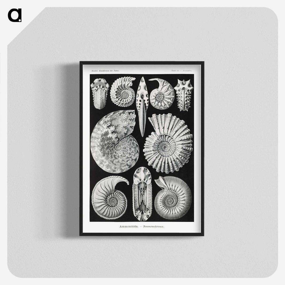 1-26_Ernst-Haeckel_blk-crop