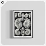 1-26_Ernst-Haeckel_blk-crop