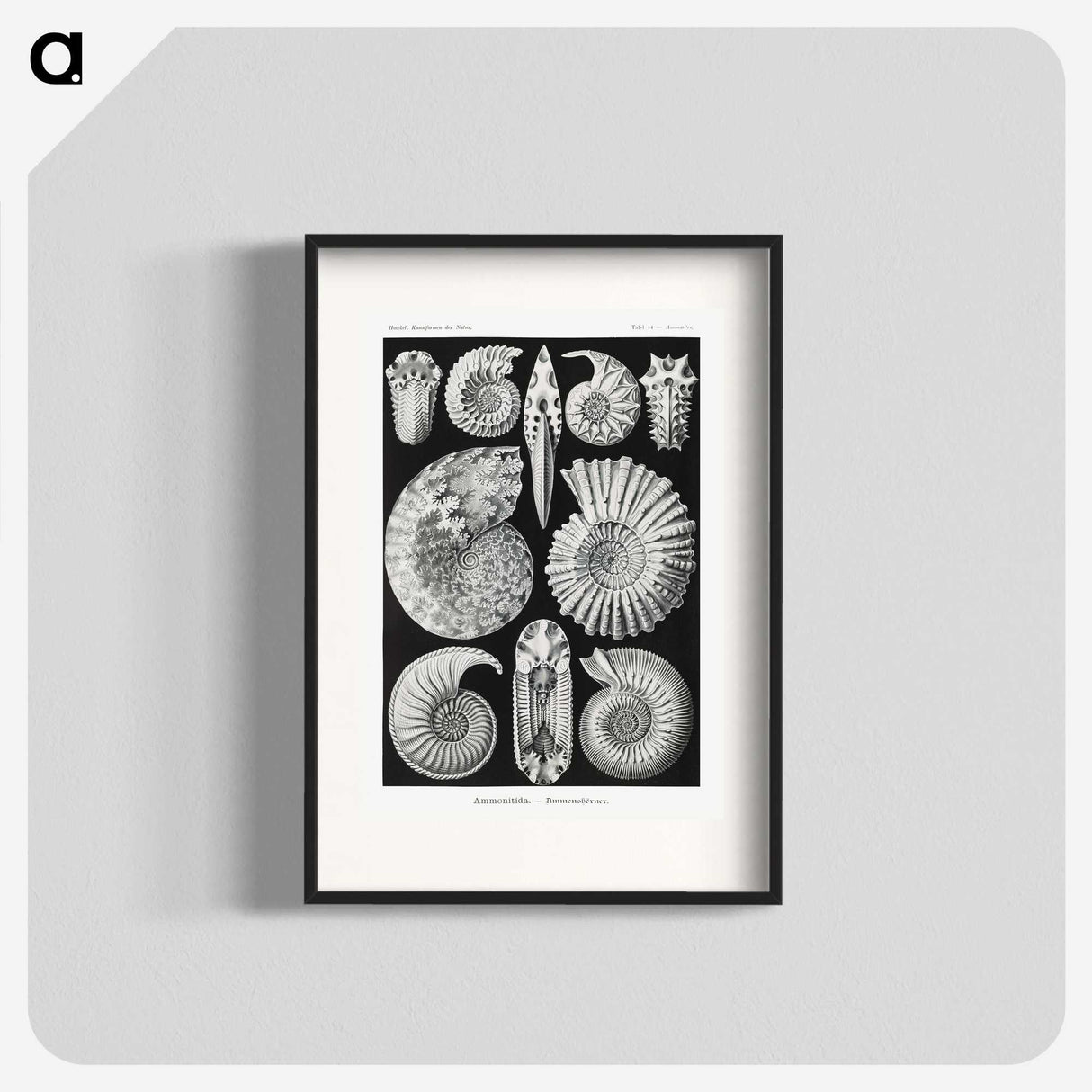 1-26_Ernst-Haeckel_blk