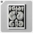 1-26_Ernst-Haeckel_canvas