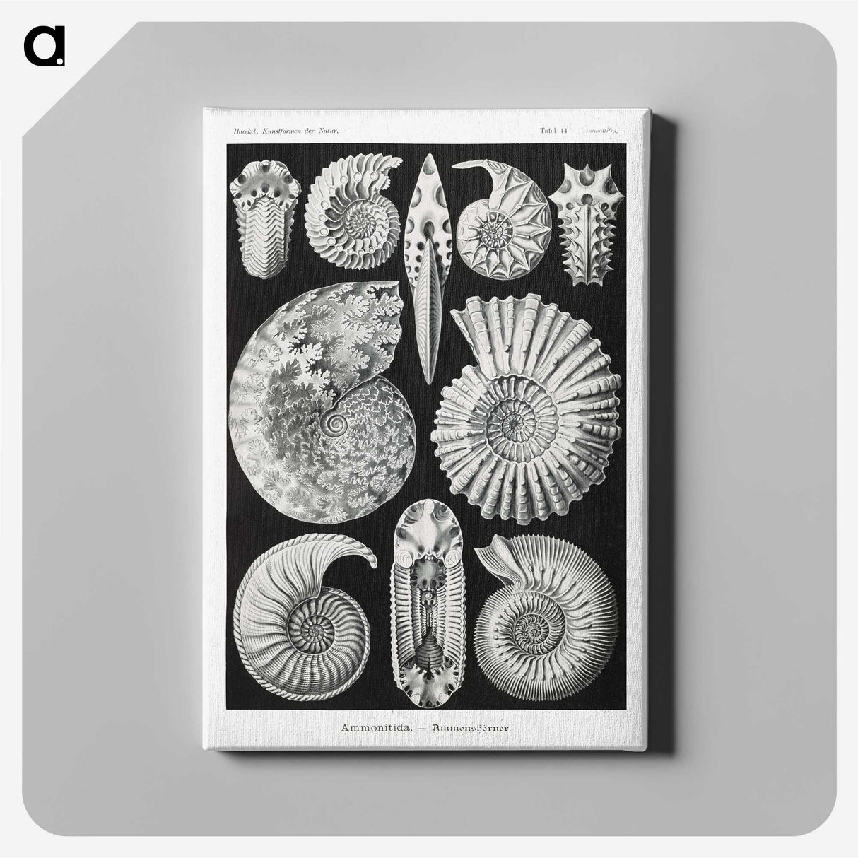 1-26_Ernst-Haeckel_canvas