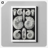 1-26_Ernst-Haeckel_canvas