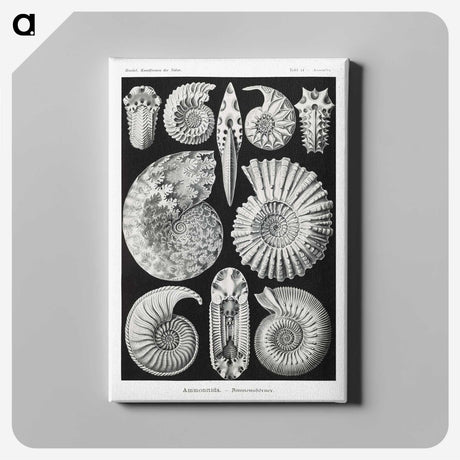 1-26_Ernst-Haeckel_canvas