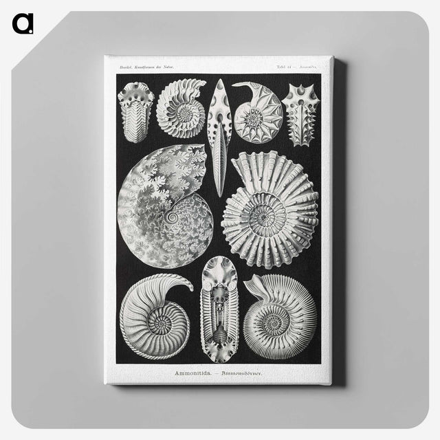1-26_Ernst-Haeckel_canvas