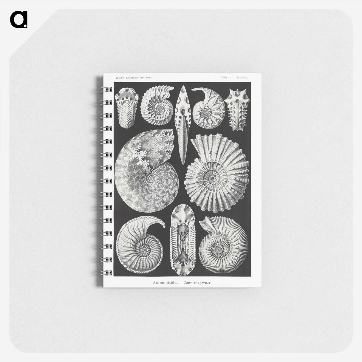 1-26_Ernst-Haeckel_memo