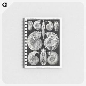 1-26_Ernst-Haeckel_memo