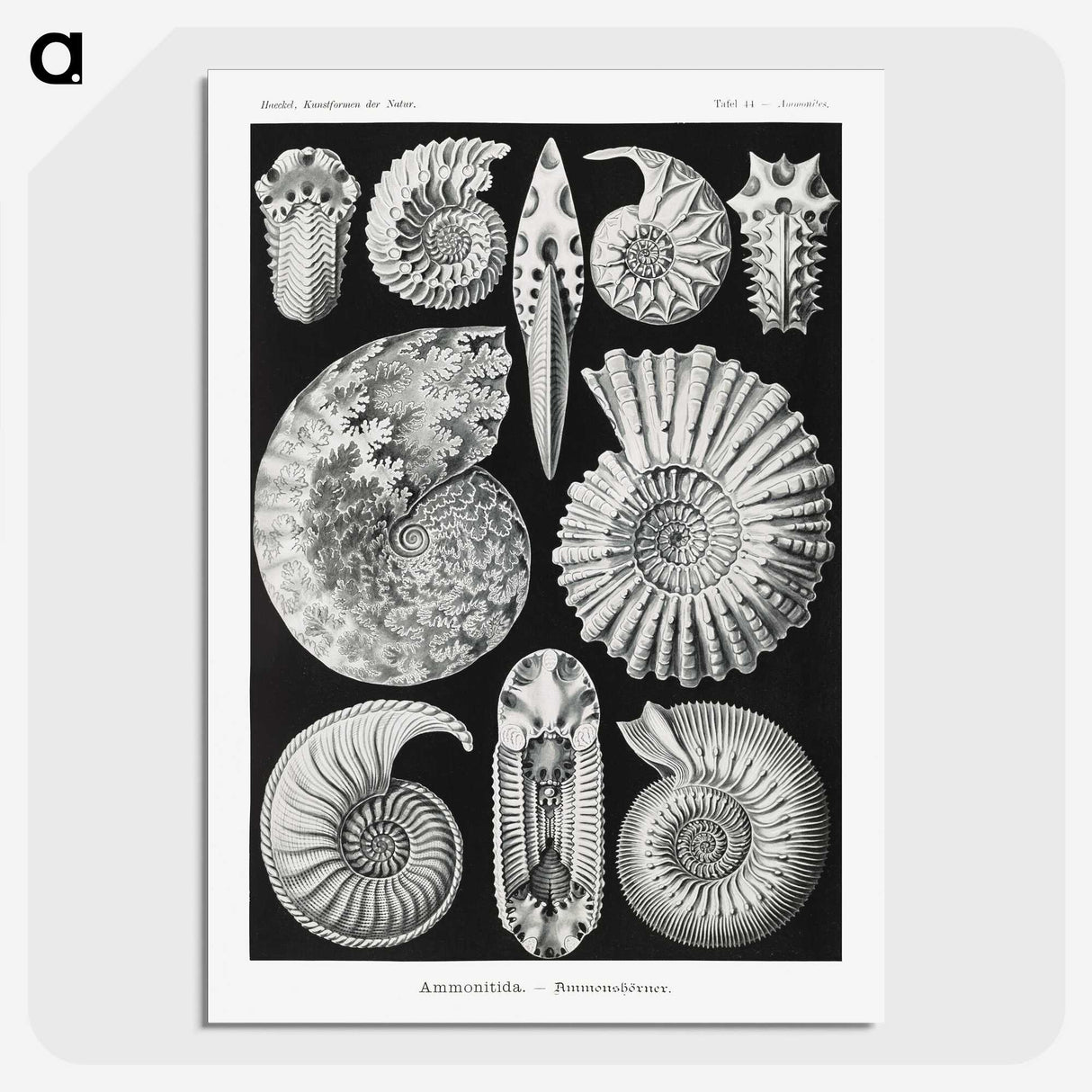 1-26_Ernst-Haeckel_picture-crop