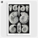 1-26_Ernst-Haeckel_picture-crop