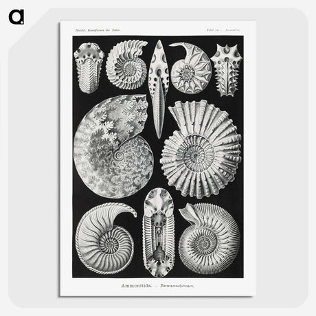 1-26_Ernst-Haeckel_picture-crop