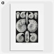 1-26_Ernst-Haeckel_picture