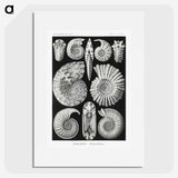 1-26_Ernst-Haeckel_picture