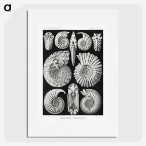 1-26_Ernst-Haeckel_picture