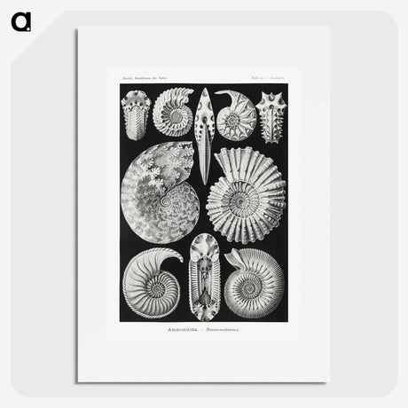 1-26_Ernst-Haeckel_picture