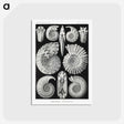 1-26_Ernst-Haeckel_postcard