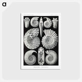アートポストカード-Ammonitida–Ammonshörner - エルンスト ヘッケル Postcard.