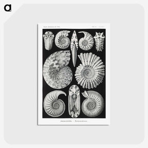 1-26_Ernst-Haeckel_postcard