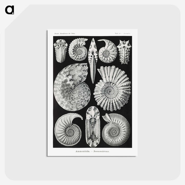 1-26_Ernst-Haeckel_postcard