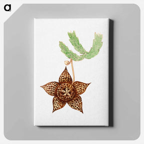 アートパネル-Starfish Cactus
 - サボテン科 Canvas.