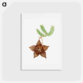 アートポストカード-Starfish Cactus
 - サボテン科 Postcard.