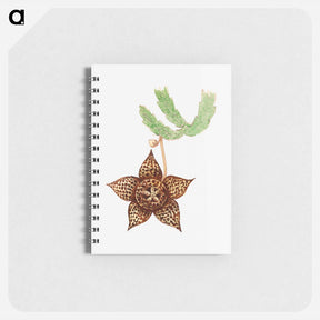 アートメモ帳-Starfish Cactus
 - サボテン科 Memo.