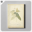 1-26_Georg-Dionysius-Ehret_canvas