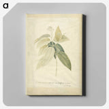 1-26_Georg-Dionysius-Ehret_canvas