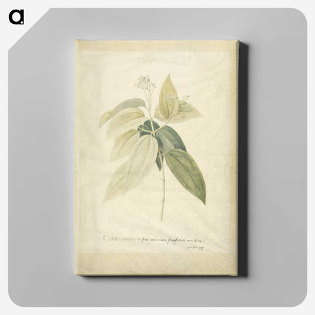 1-26_Georg-Dionysius-Ehret_canvas