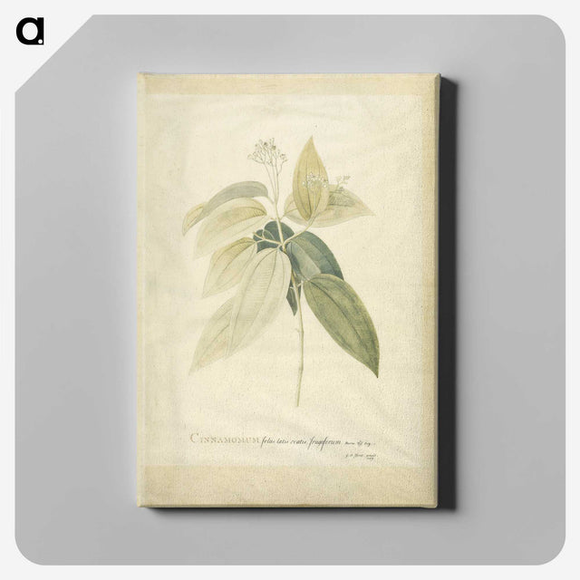 1-26_Georg-Dionysius-Ehret_canvas