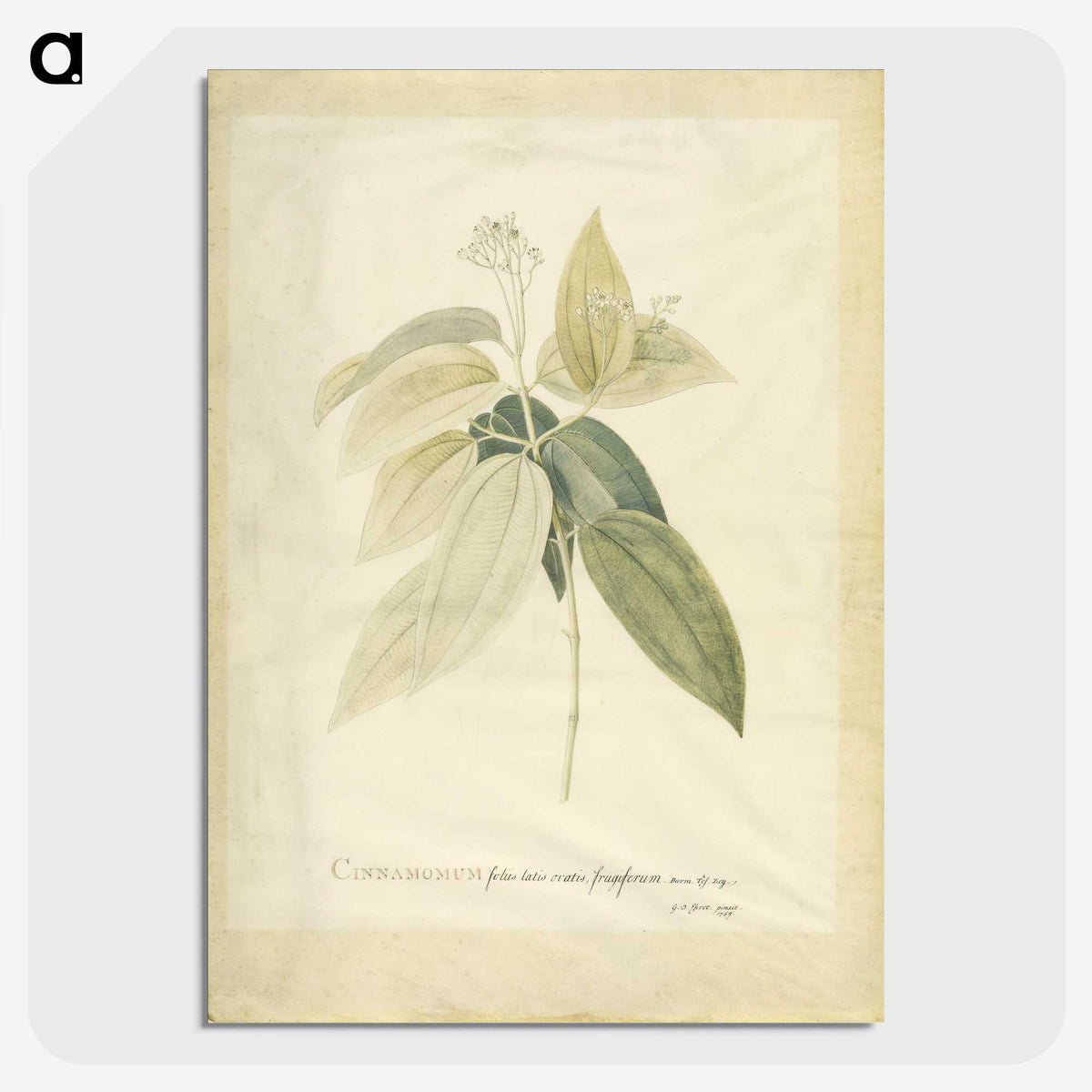 1-26_Georg-Dionysius-Ehret_picture-crop