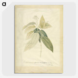 1-26_Georg-Dionysius-Ehret_picture-crop