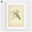 1-26_Georg-Dionysius-Ehret_picture