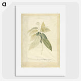 1-26_Georg-Dionysius-Ehret_picture