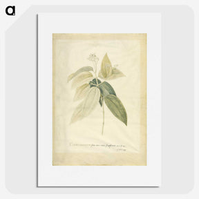 1-26_Georg-Dionysius-Ehret_picture
