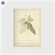 1-26_Georg-Dionysius-Ehret_postcard