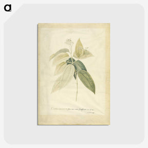 1-26_Georg-Dionysius-Ehret_postcard