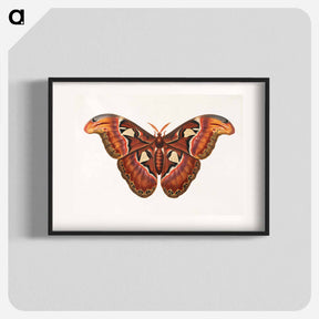 アートポスター-Atlas Moth
 - ジョージ エドワーズ Poster.