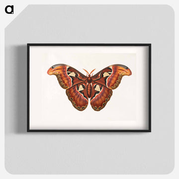 Atlas Moth
 - ジョージ エドワーズ Poster.