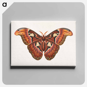Atlas Moth
 - ジョージ エドワーズ Canvas.
