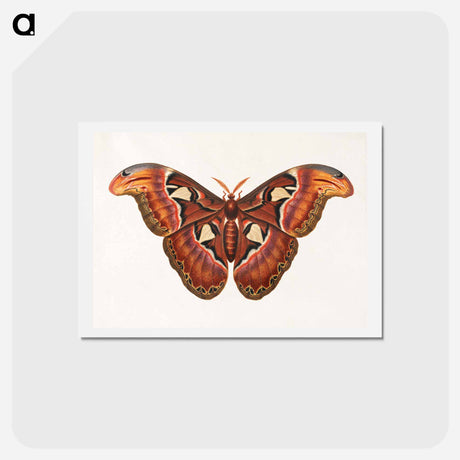 アートポストカード-Atlas Moth
 - ジョージ エドワーズ Postcard.