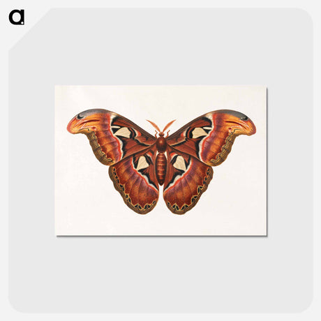 アートポストカード-Atlas Moth
 - ジョージ エドワーズ Postcard.