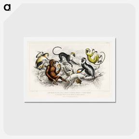 アートポストカード-Monkey Portraits
 - ゴールドスミスの生き生きとした自然 Postcard.