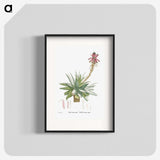 1-26_Histoire-des-Plantes-Grasses_blk