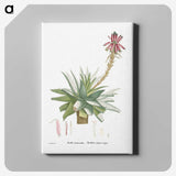 1-26_Histoire-des-Plantes-Grasses_canvas