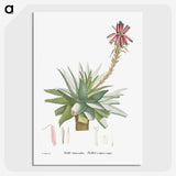1-26_Histoire-des-Plantes-Grasses_picture-crop