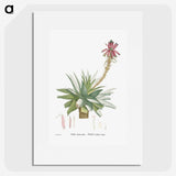 1-26_Histoire-des-Plantes-Grasses_picture