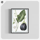 1-26_Hortus-Romanus-Botanical-Plates_blk-crop