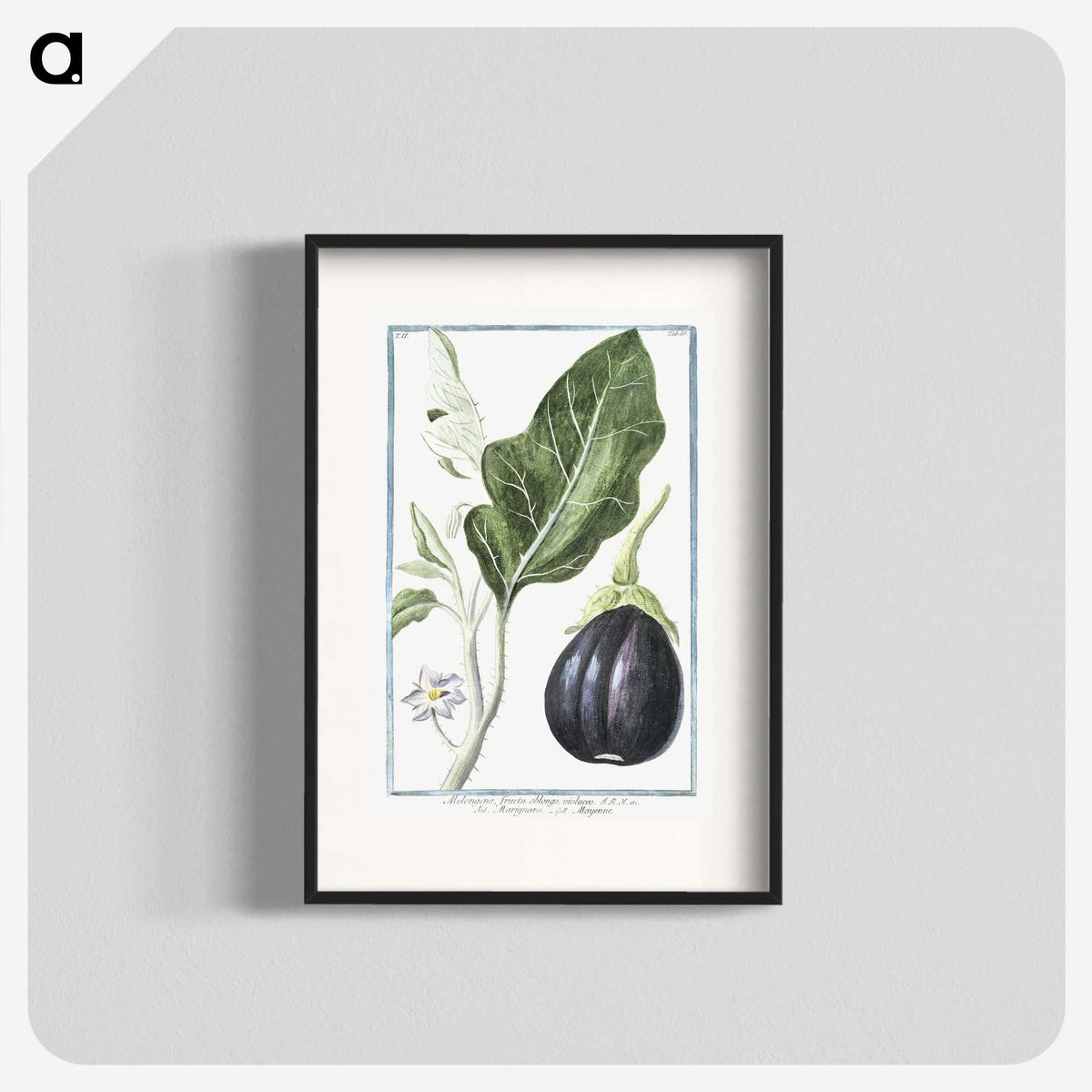 1-26_Hortus-Romanus-Botanical-Plates_blk